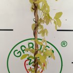 Akébia päťpočetná (Akebia quinata) - výška 170-190 cm, kont. C3L